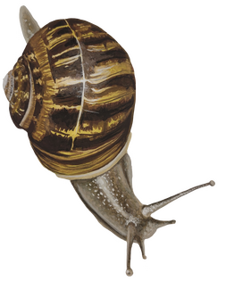 Garden Snail - creatures and pets